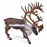 COLLECTA - WILD - Woodland Caribou, 88709