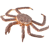 COLLECTA - OCEAN - King Crab, 88851