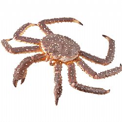 COLLECTA - OCEAN - King Crab, 88851