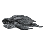 COLLECTA - OCEAN - Leatherback Sea Turtle, 88680