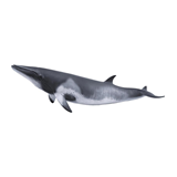 COLLECTA - OCEAN - Minke Whale, 88862