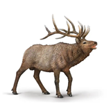 COLLECTA - WILD - Wapiti, 80021