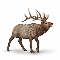 COLLECTA - WILD - Wapiti, 80021