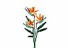 SLUBAN - FLOWERS - Strelitzia Reginae Aiton 269pcs, b1121c